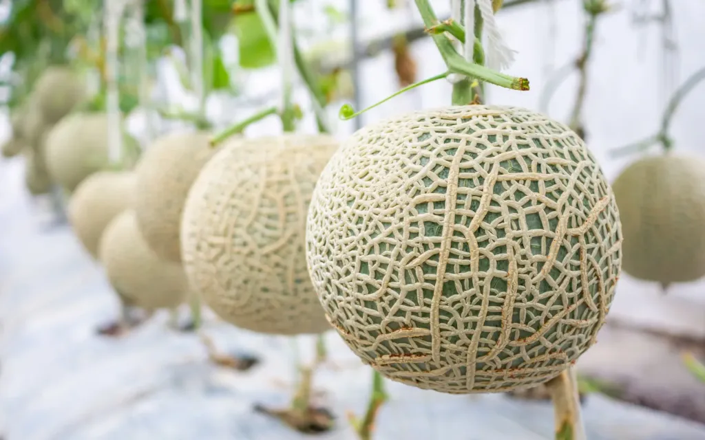Melon